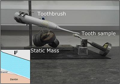 Abrasion Induced Volume Loss in Porcine Teeth Measured Using X-Ray Microtomography